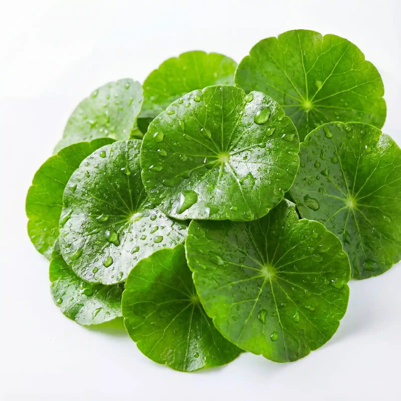 Centella